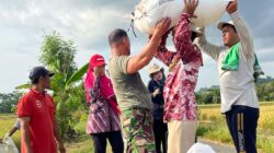 Bulog Yogyakarta Serapan gabah capai 111.000 ton