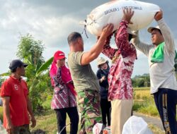 Bulog Yogyakarta Serapan gabah capai 111.000 ton