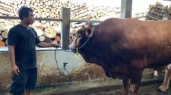 Kabupaten Serang Ogah Ikut Campur Kasus Dugaan Utang Sapi Kades Mander