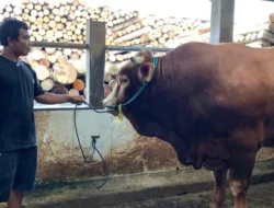Kabupaten Serang Ogah Ikut Campur Kasus Dugaan Utang Sapi Kades Mander