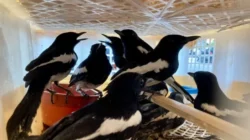 334 Burung Ilegal dari Payakumbuh Digagalkan Balai Karantina Banten