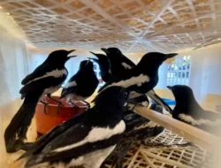 334 Burung Ilegal dari Payakumbuh Digagalkan Balai Karantina Banten
